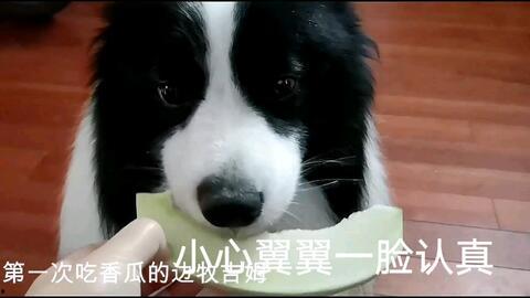 娱乐吃瓜酱边牧,娱乐吃瓜酱与边牧的欢乐日常